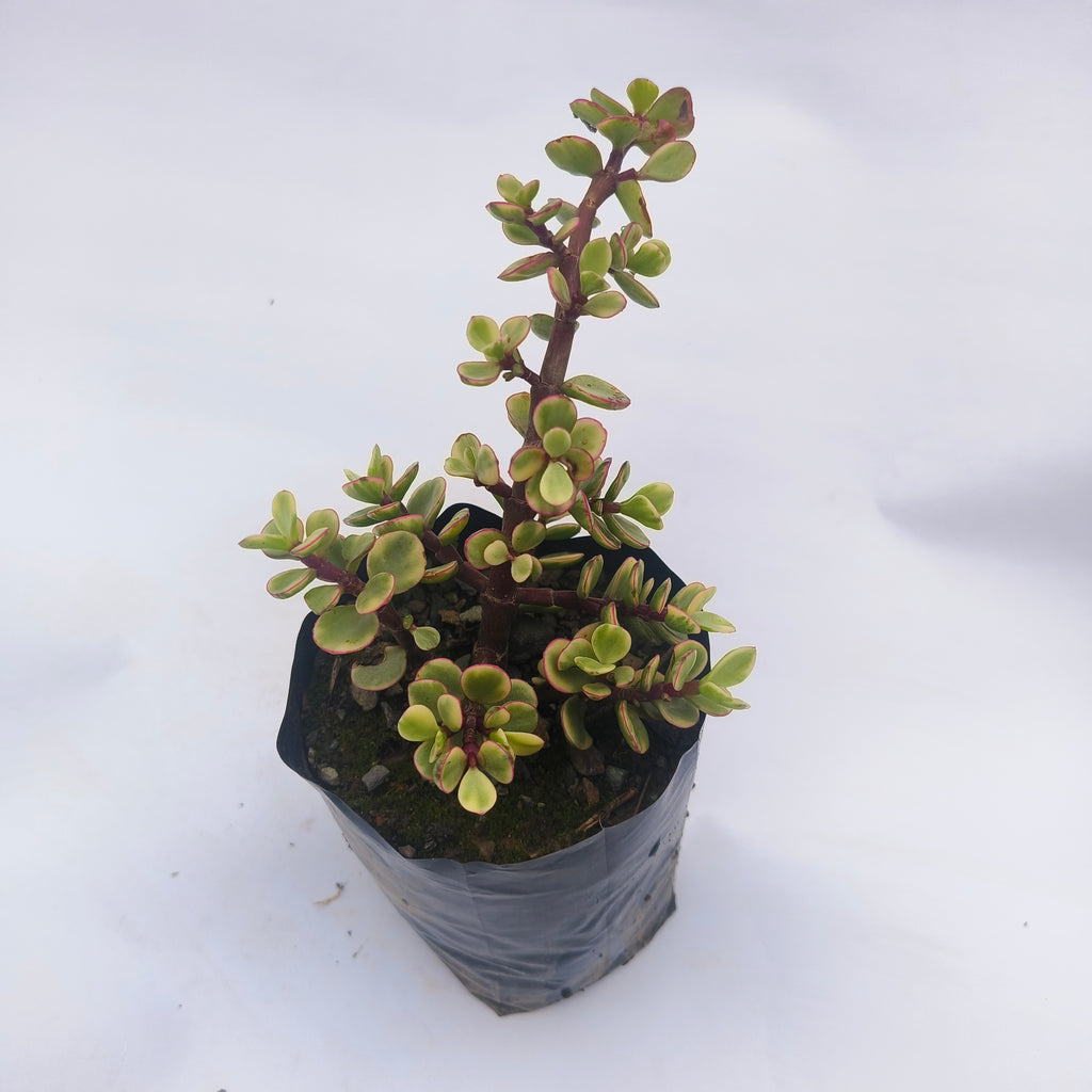 variegated elephant bush