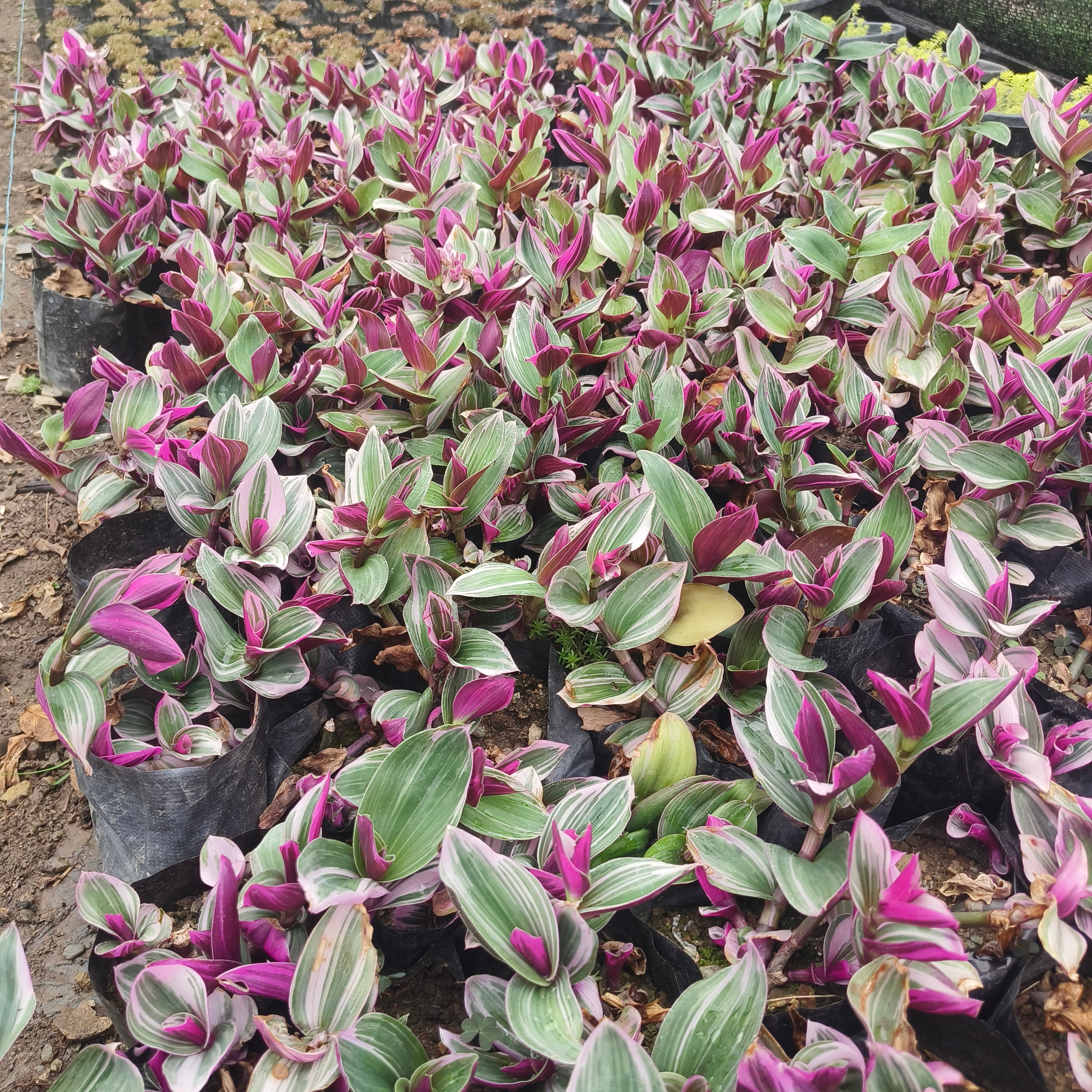 Pink wandering jew