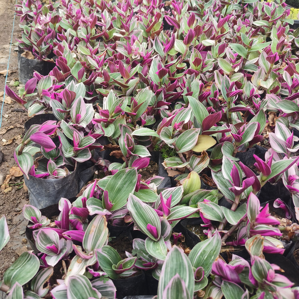 Pink wandering jew