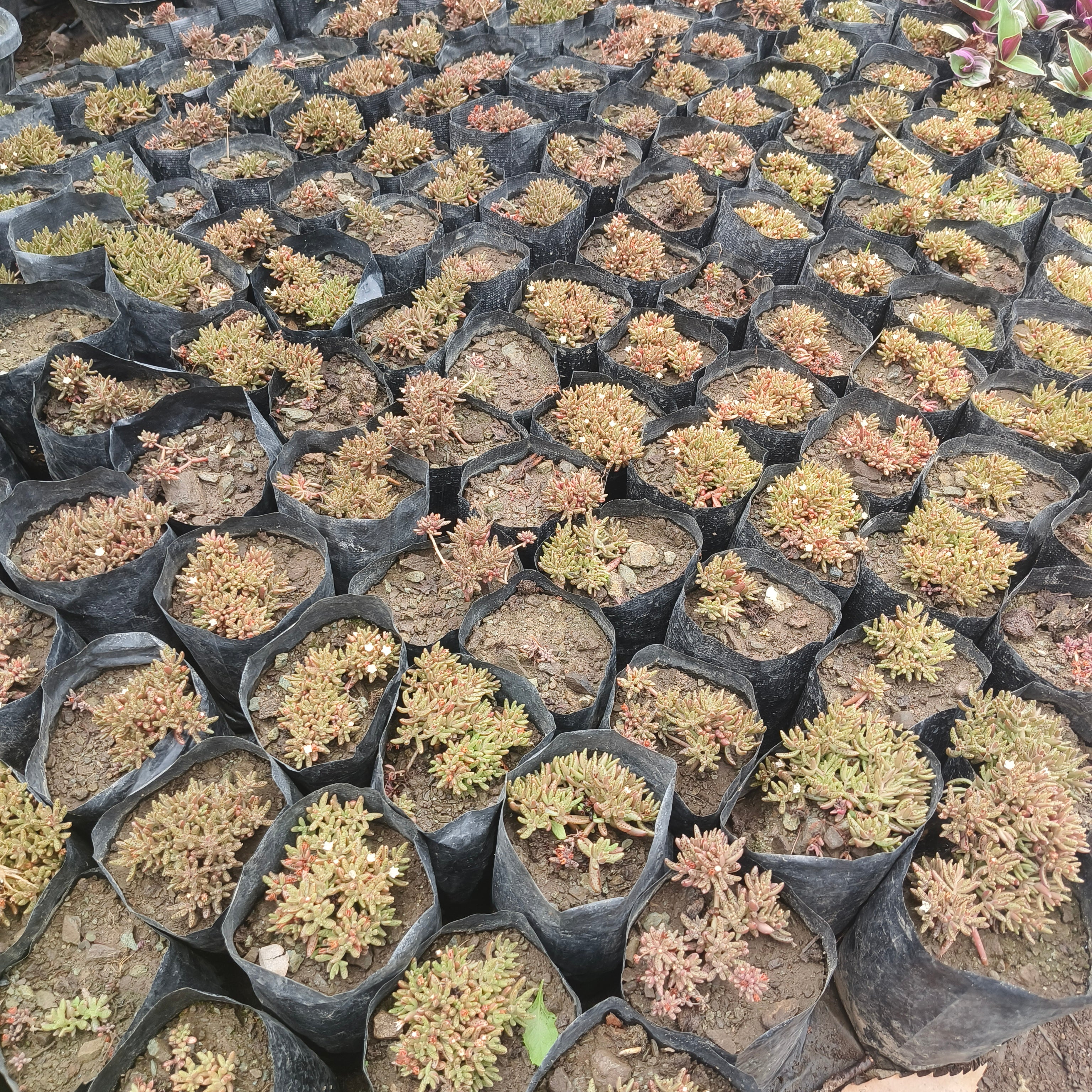 crassula humberti
