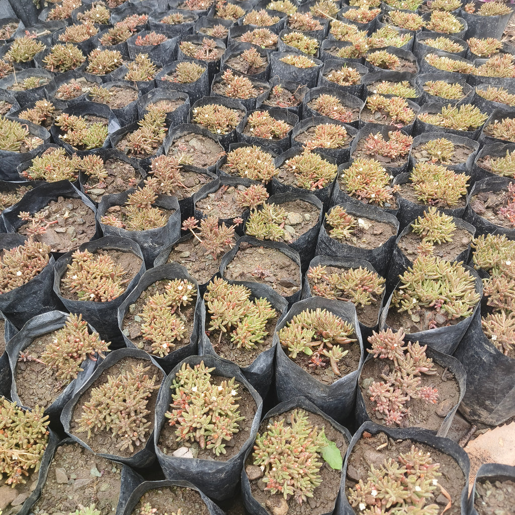 crassula humberti