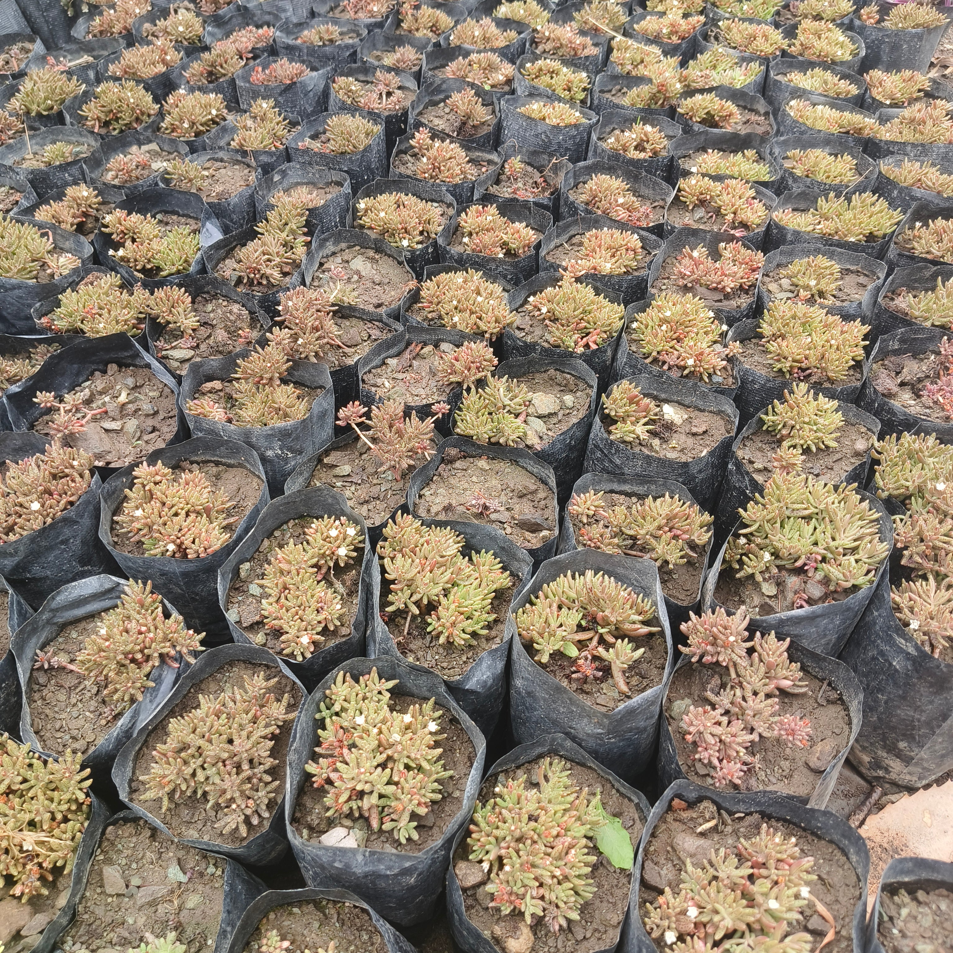 crassula humberti