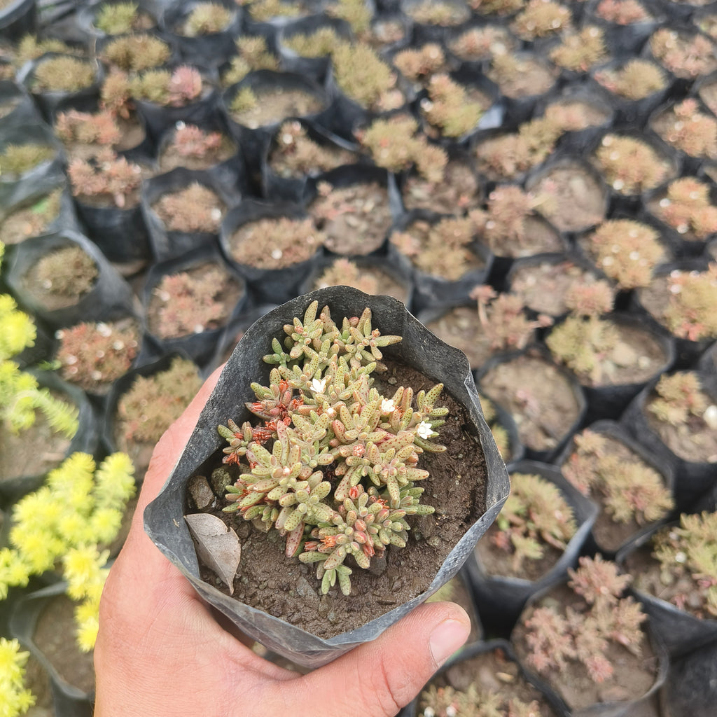 crassula humberti
