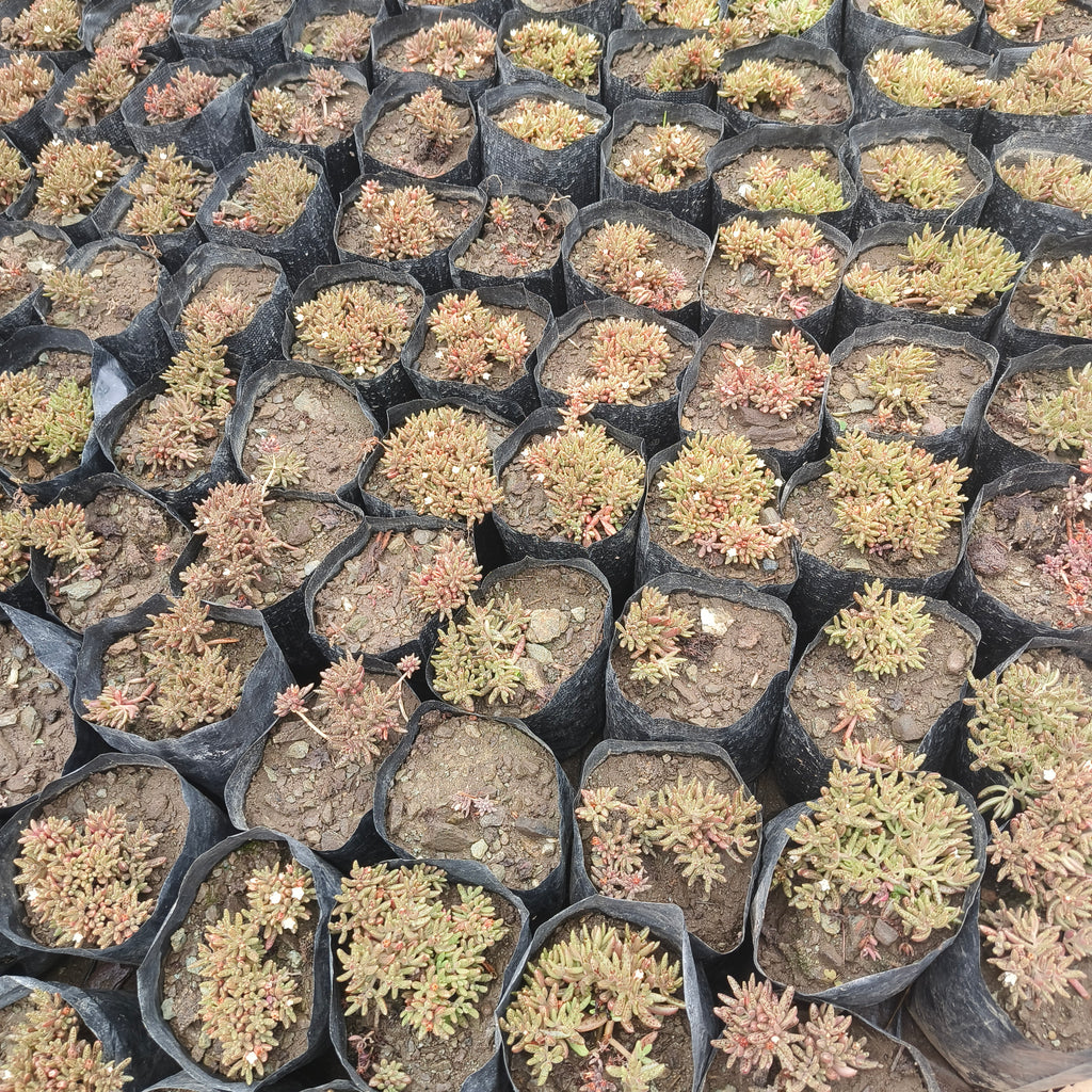 crassula humberti