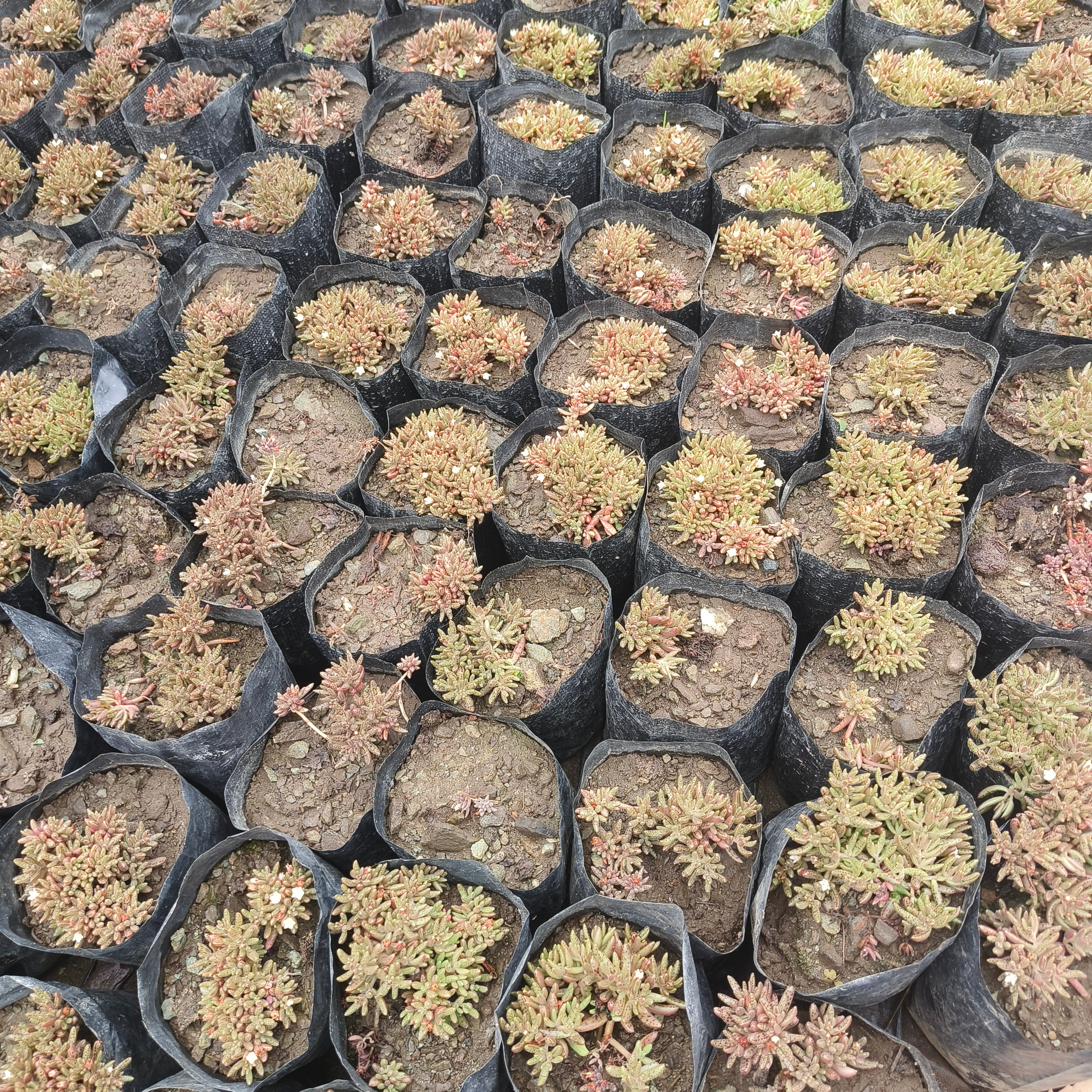 crassula humberti