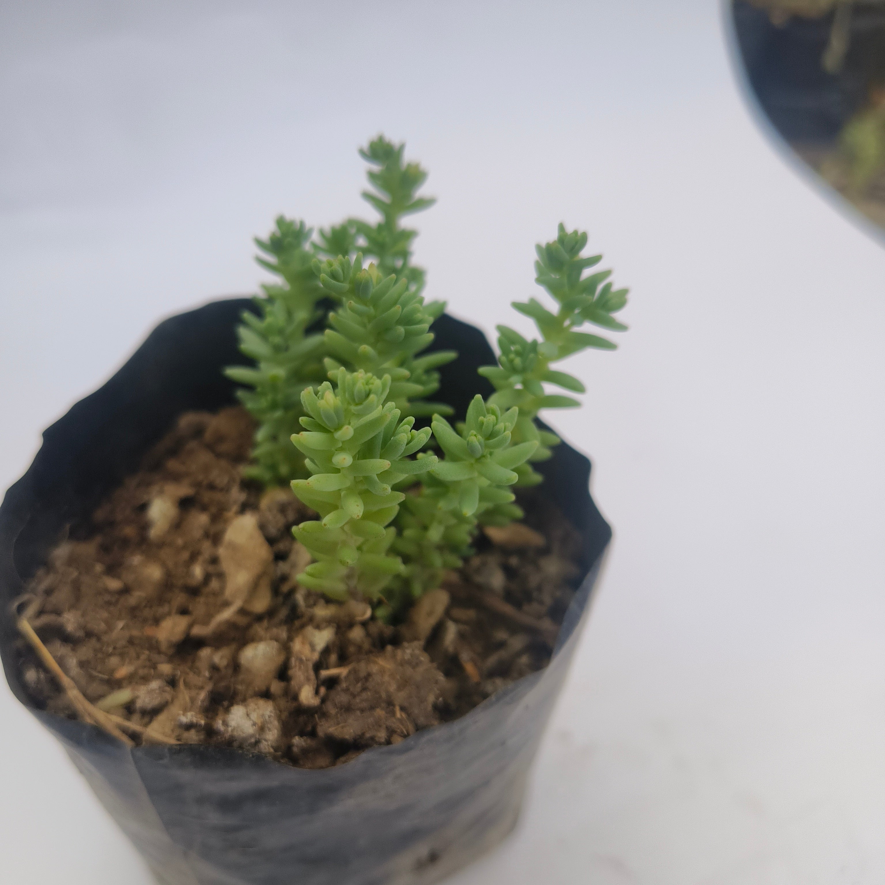 Spanish stonecrop