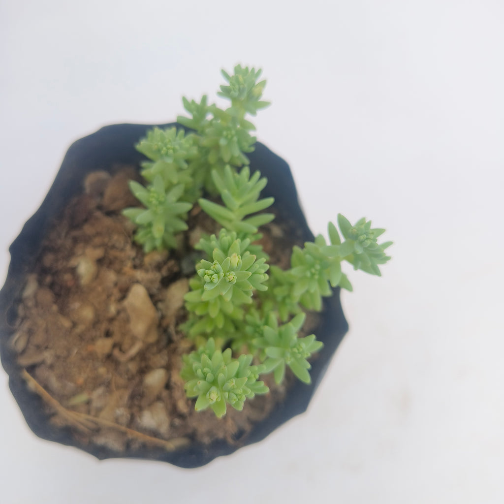 Spanish stonecrop