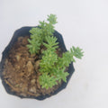 Spanish stonecrop
