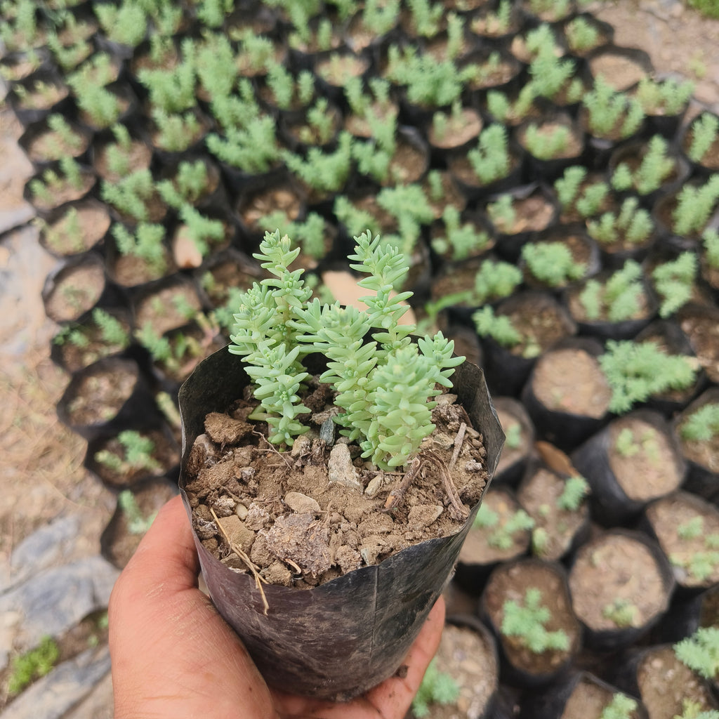 Spanish stonecrop