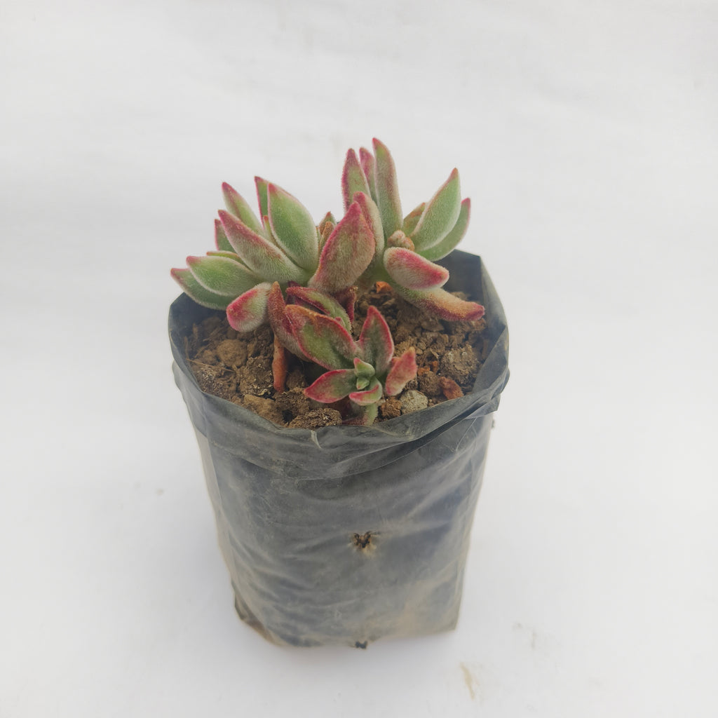 Echeveria Harmsii Ruby