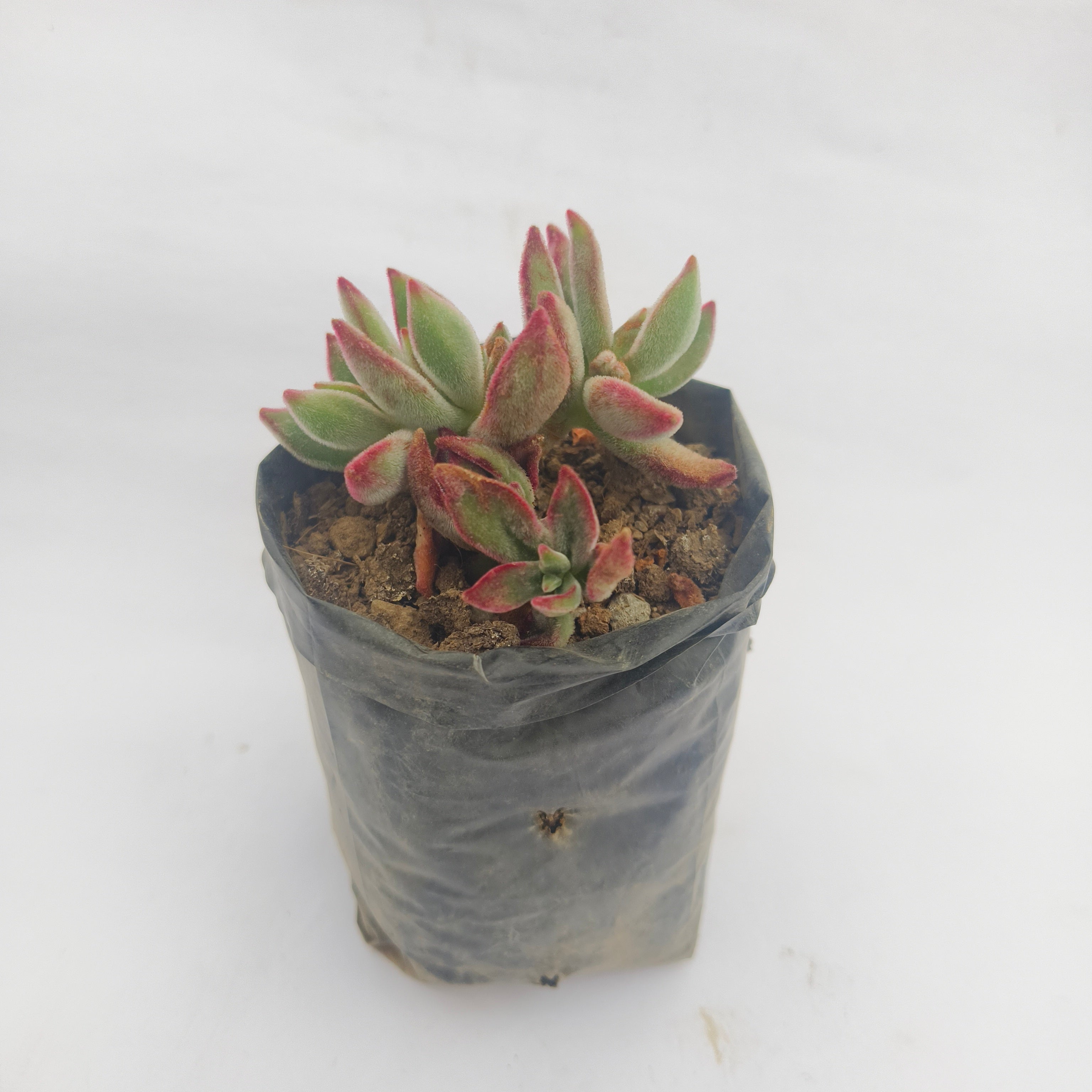 Echeveria Harmsii Ruby