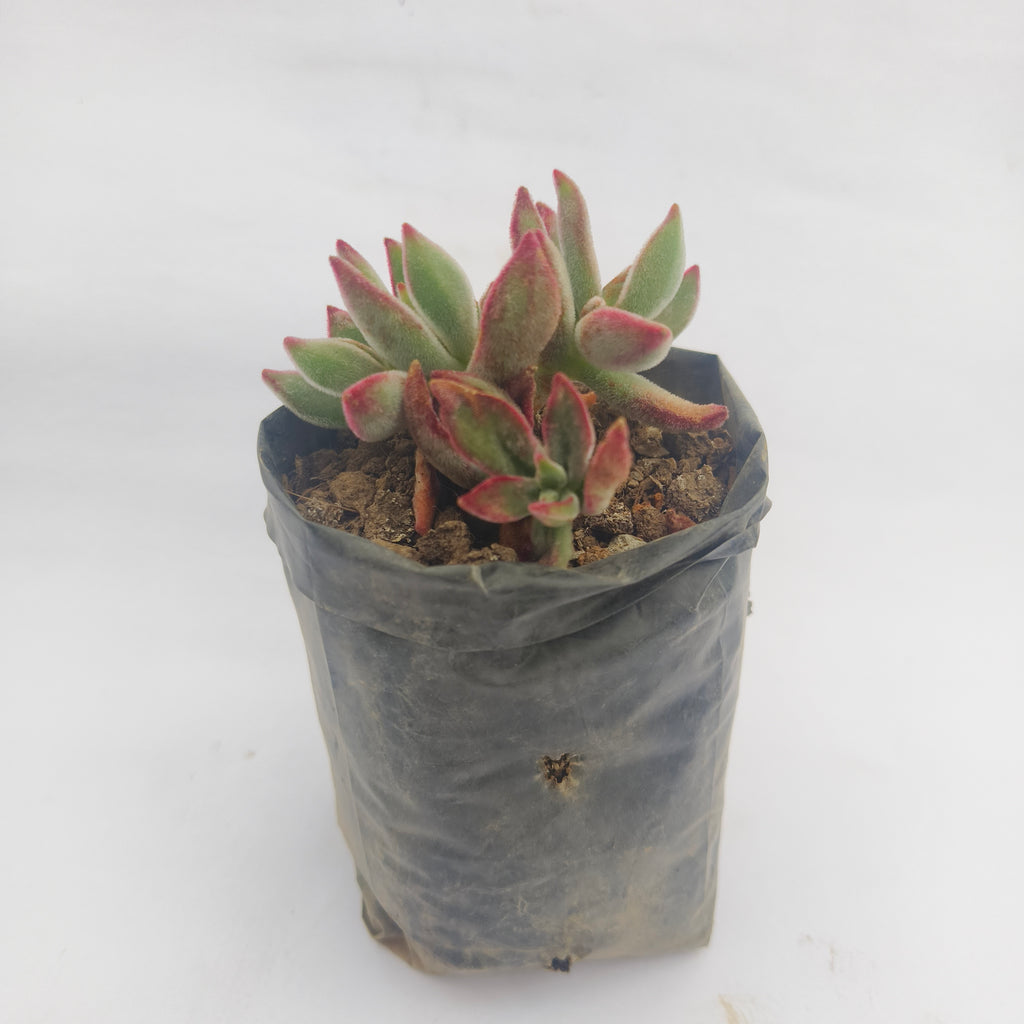 Echeveria Harmsii Ruby
