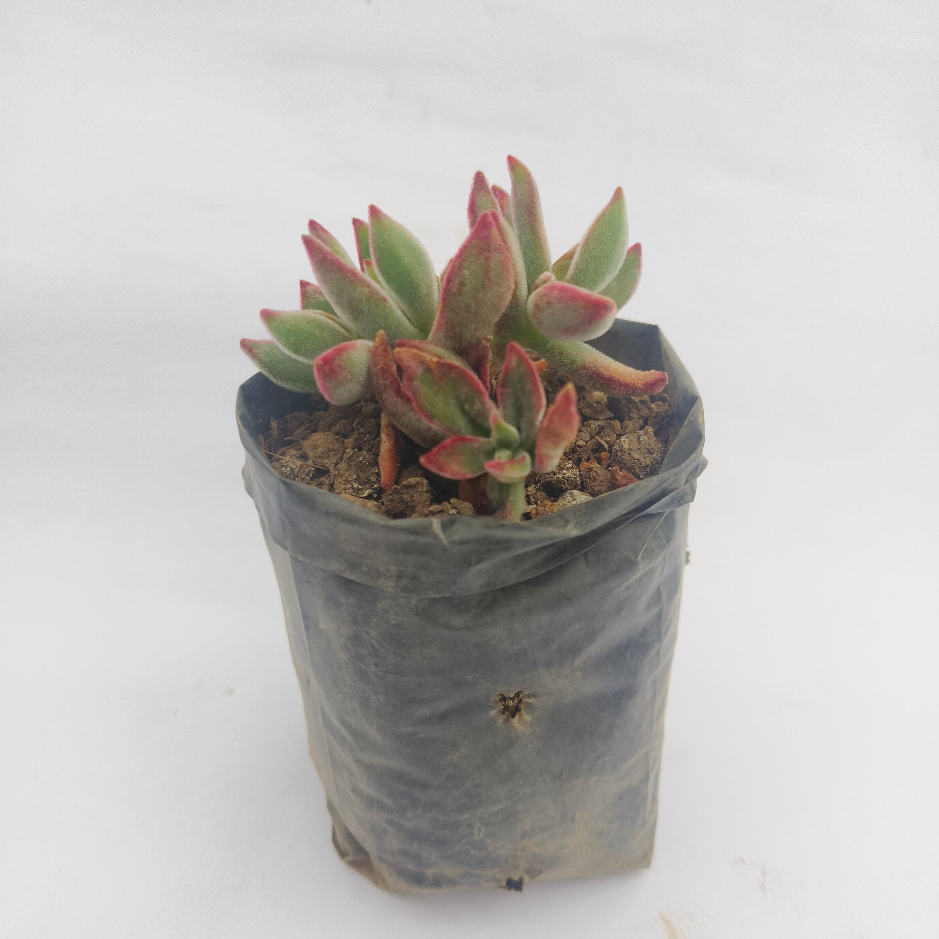 Echeveria Harmsii Ruby