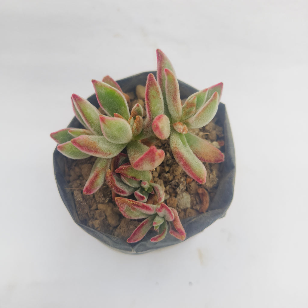 Echeveria Harmsii Ruby