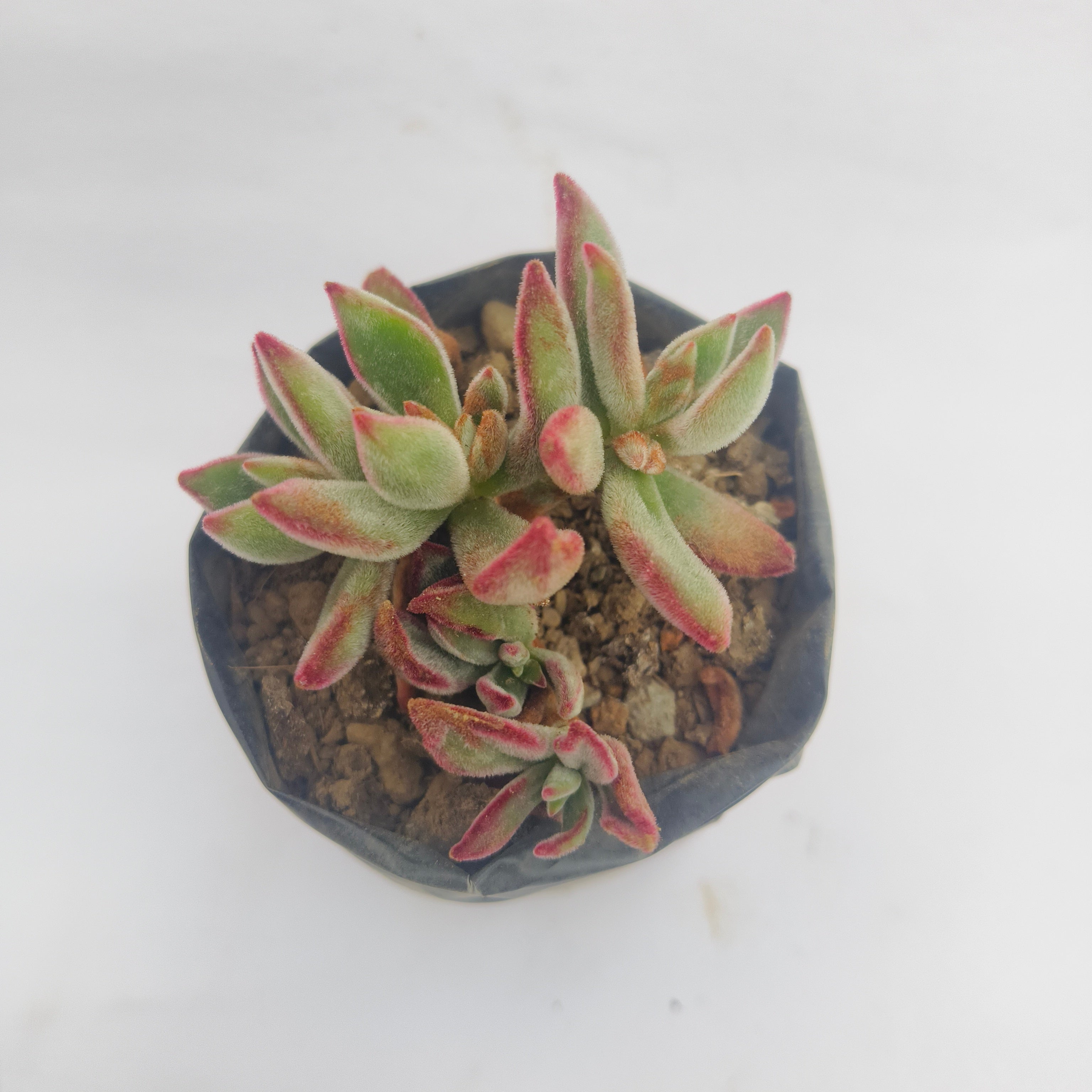 Echeveria Harmsii Ruby