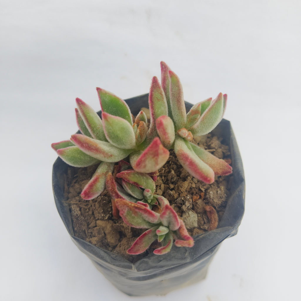Echeveria Harmsii Ruby