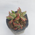 Echeveria Harmsii Ruby