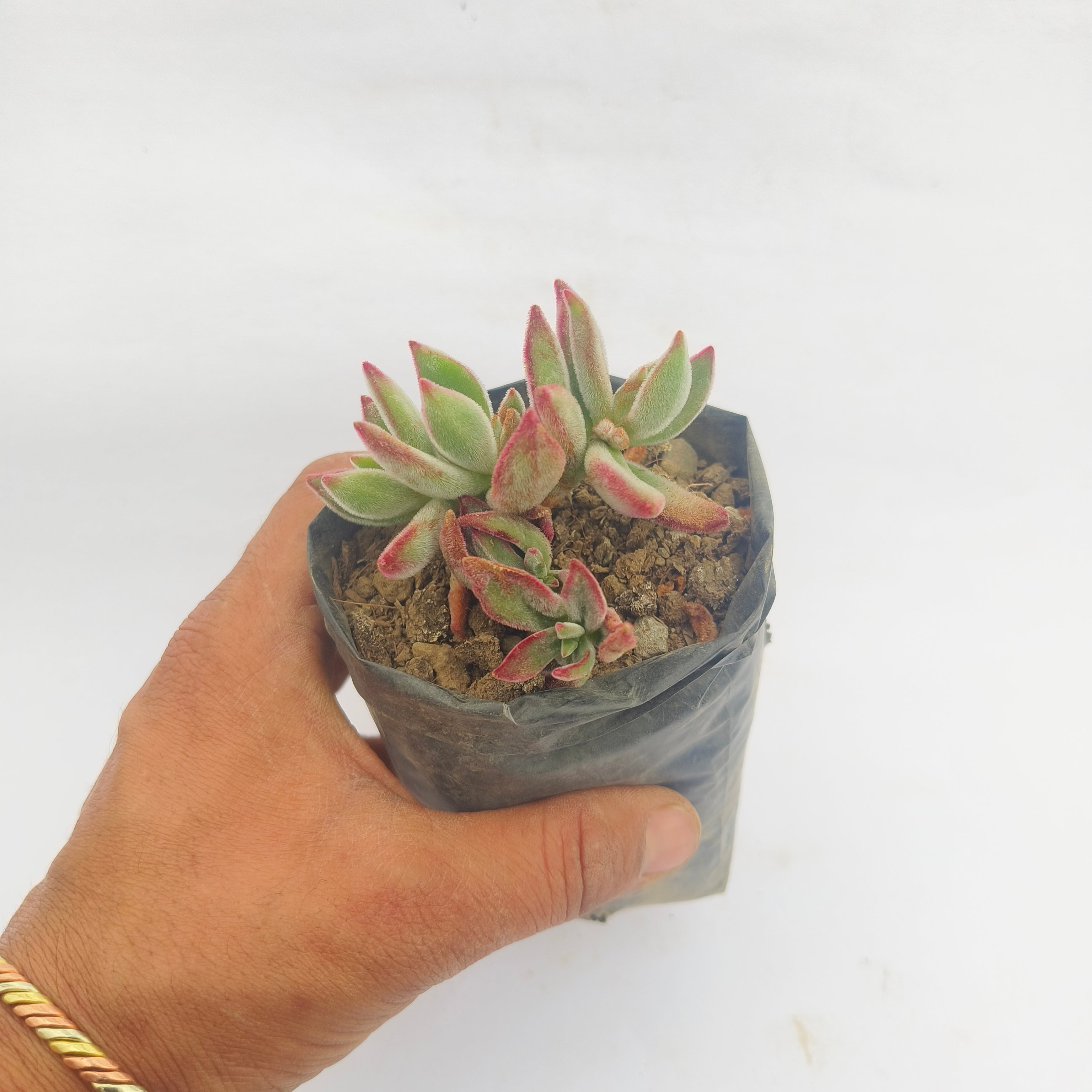 Echeveria Harmsii Ruby