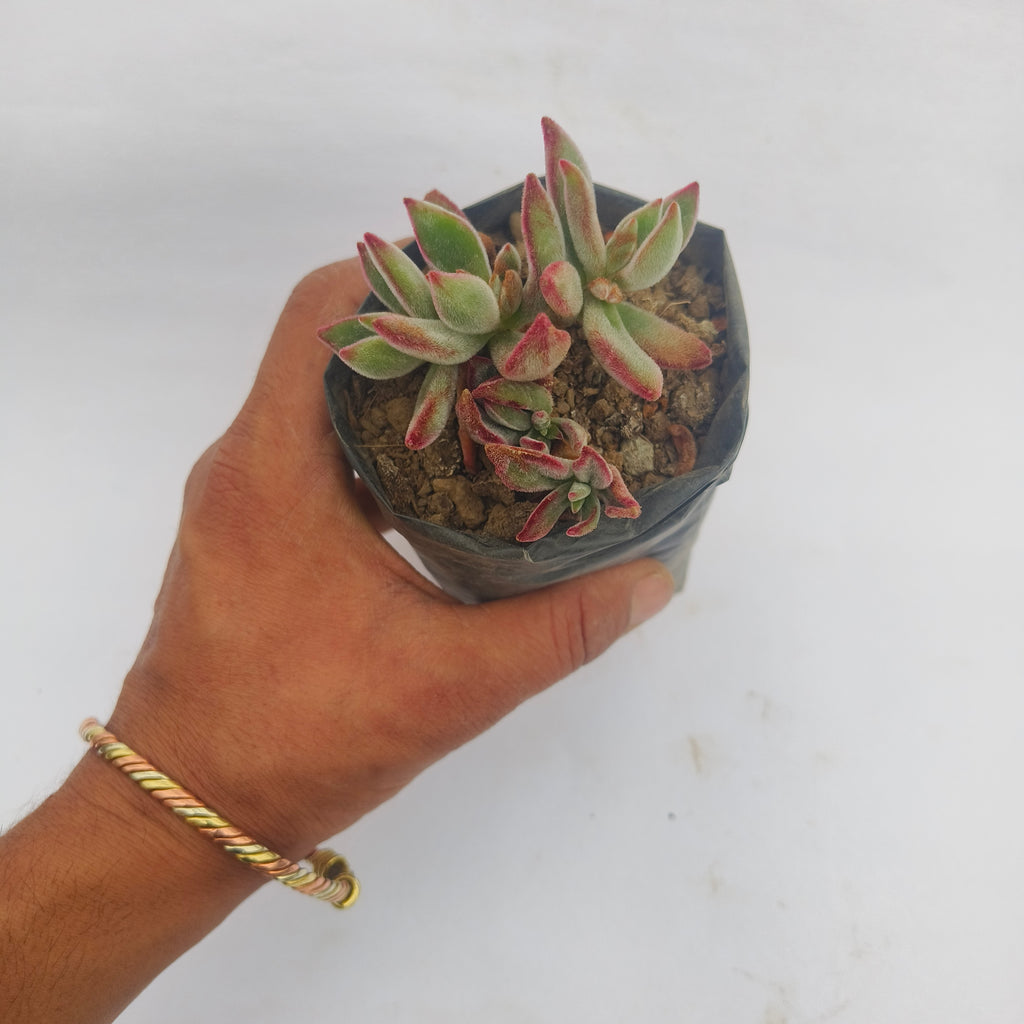 Echeveria Harmsii Ruby