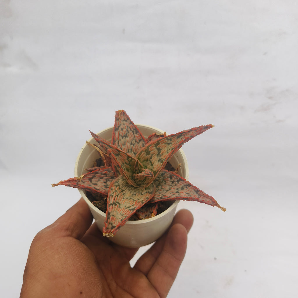 aloe christmas carol