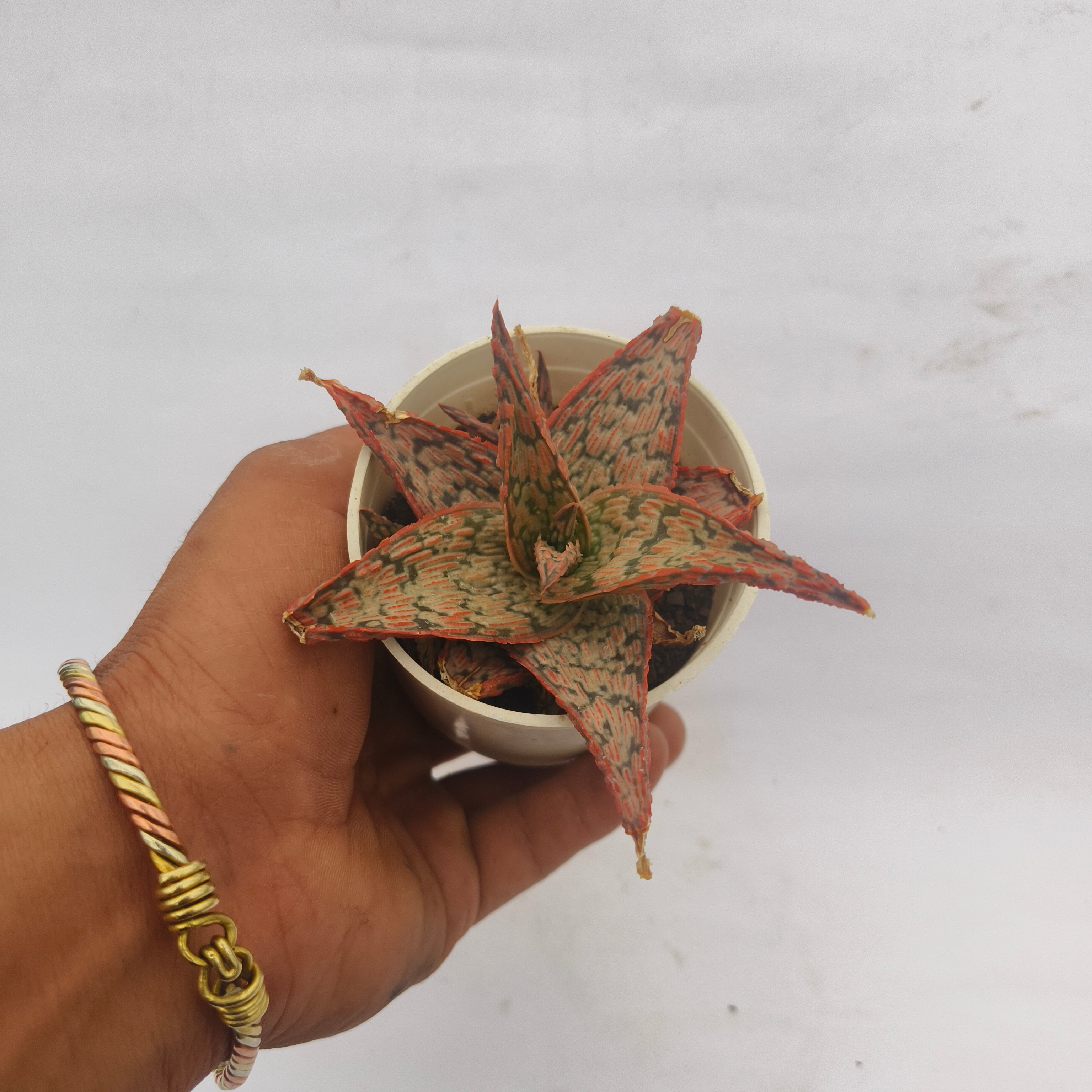 aloe christmas carol