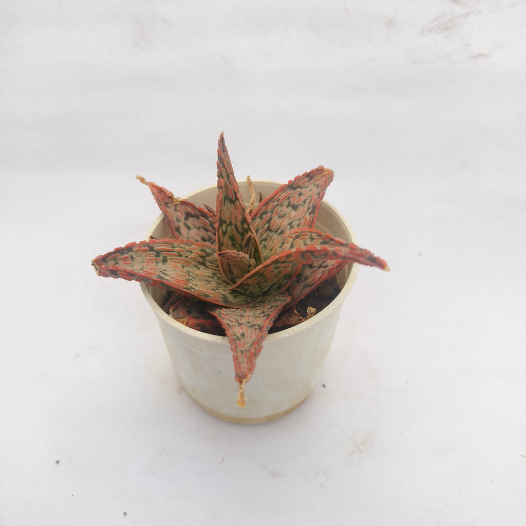 aloe christmas carol