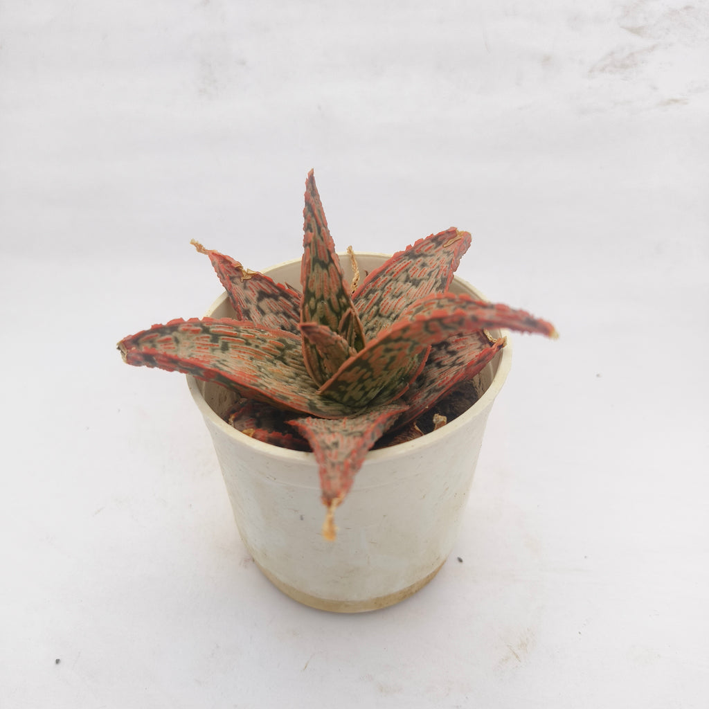 aloe christmas carol
