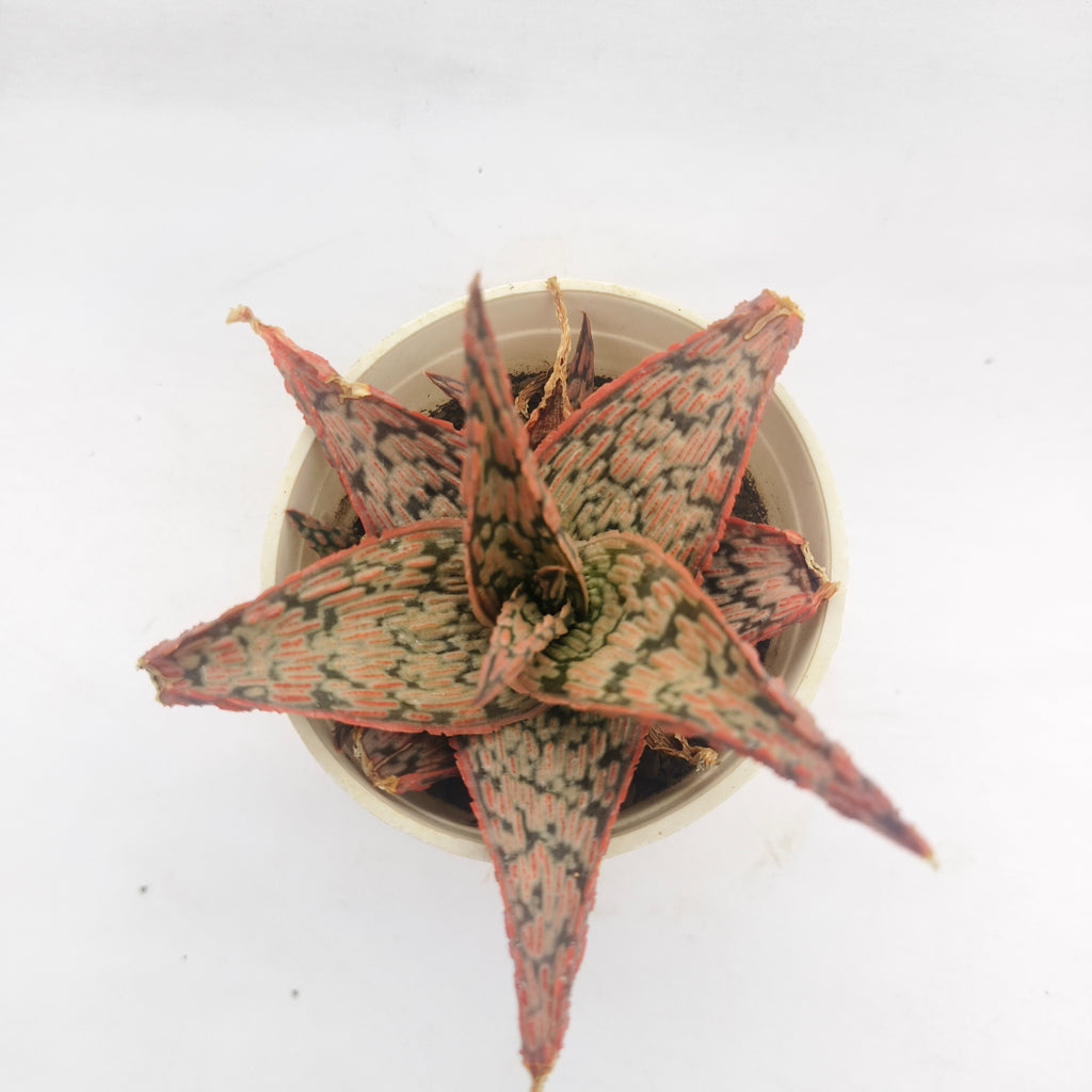 aloe christmas carol