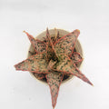 aloe christmas carol
