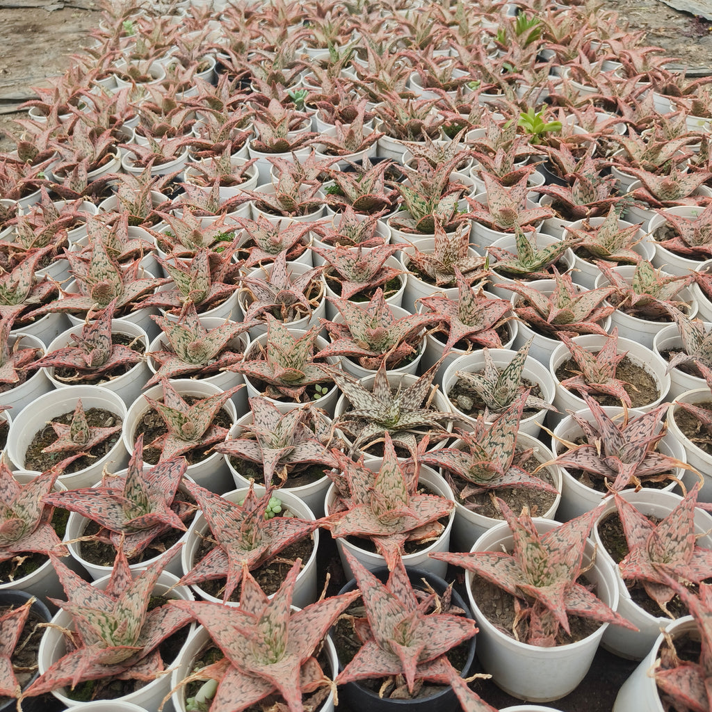 aloe christmas carol