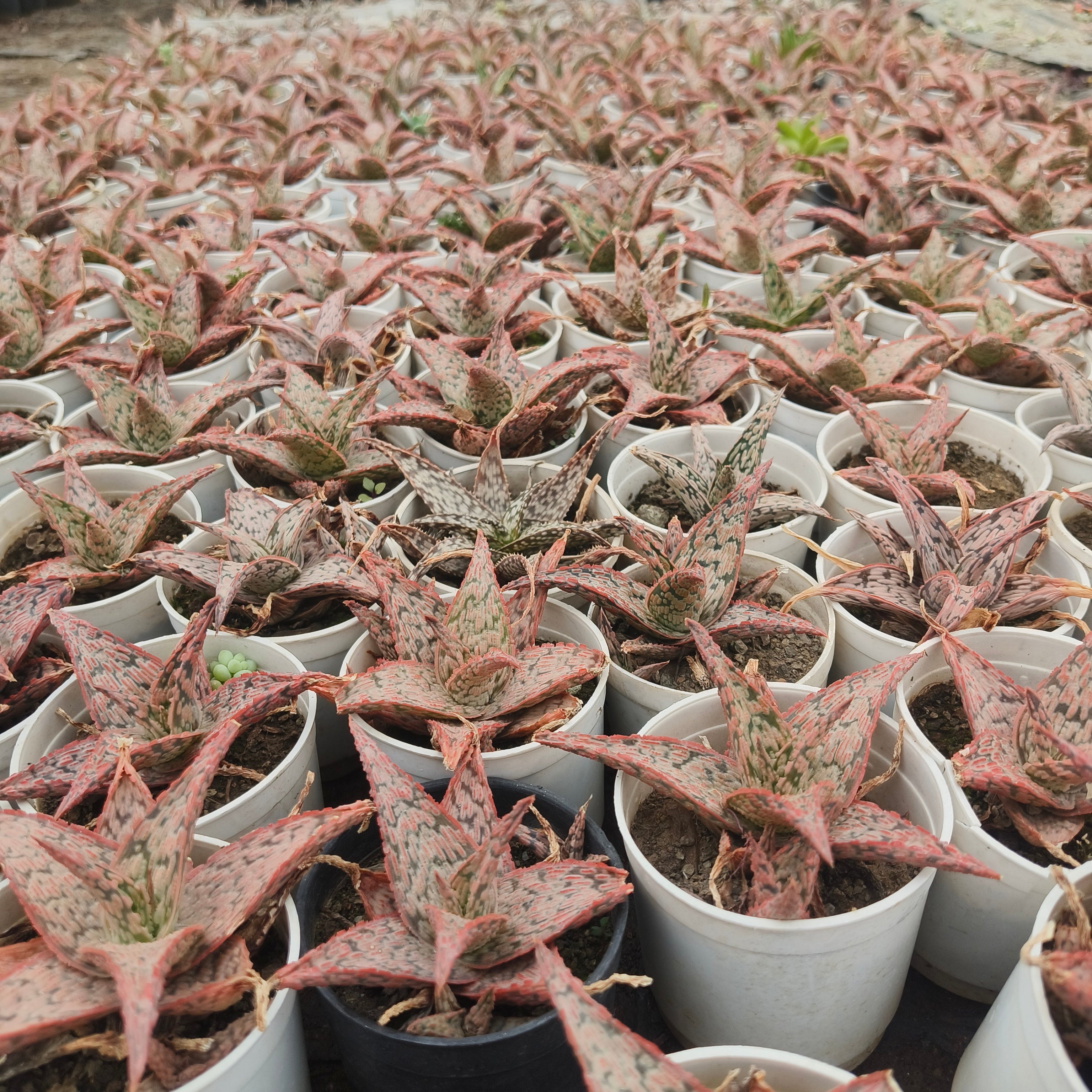 aloe christmas carol