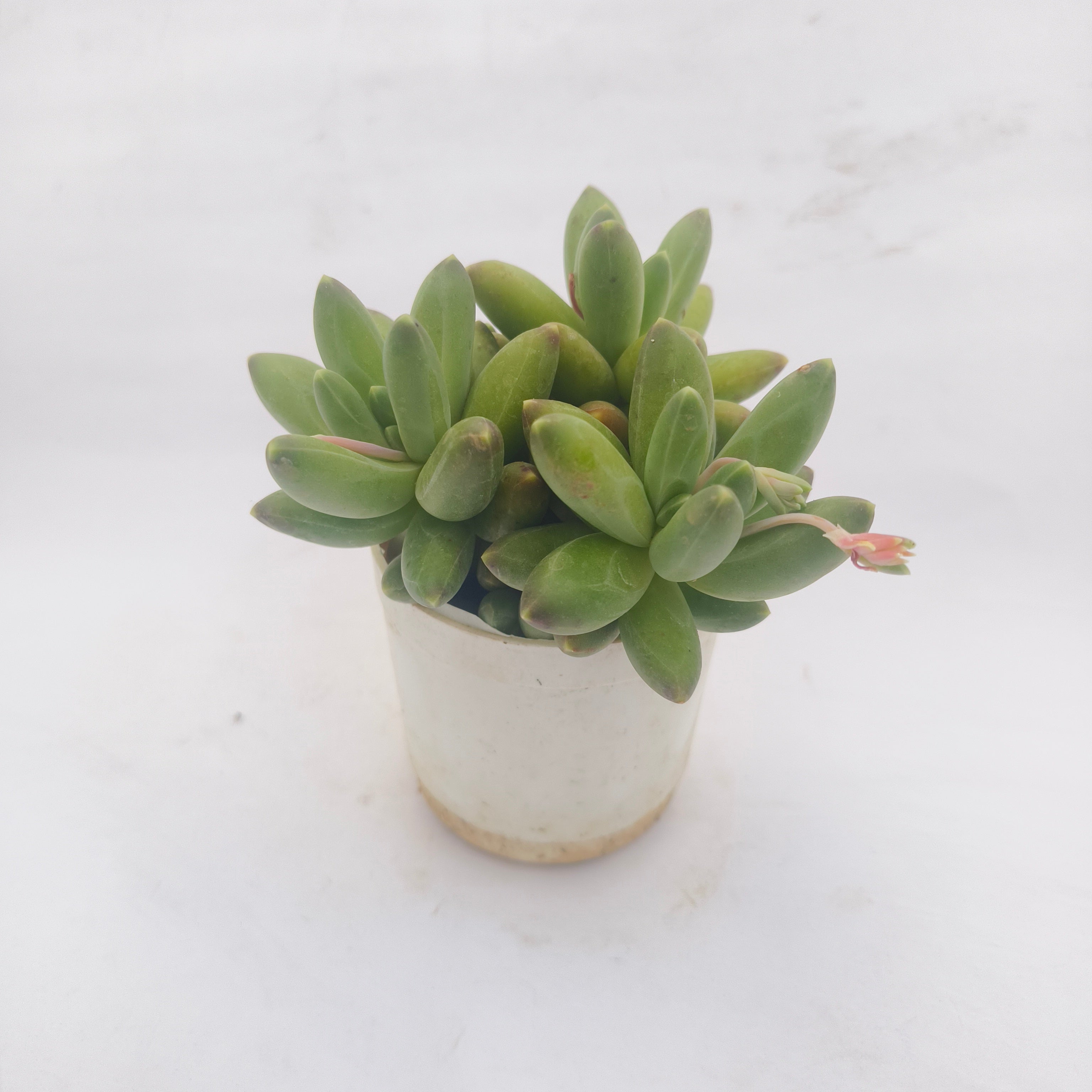 Pachyphytum Compactum