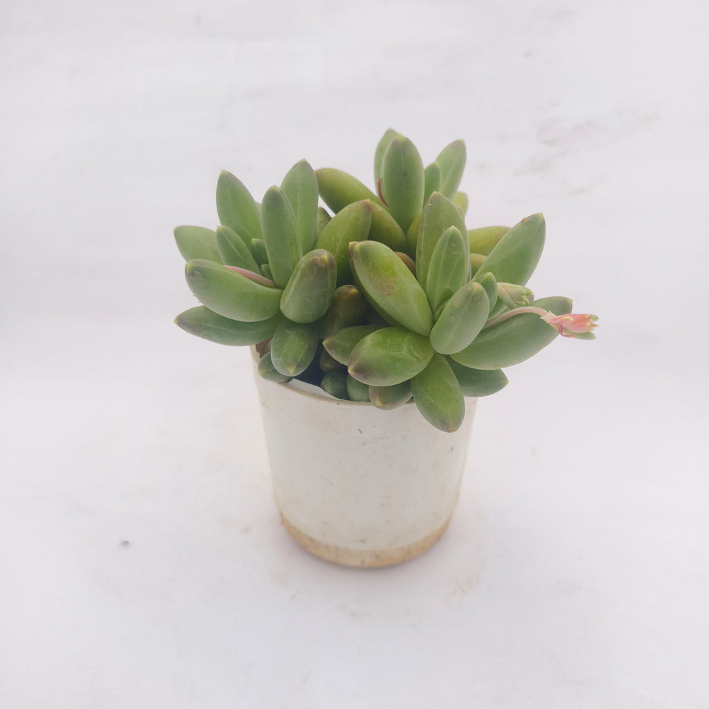 Pachyphytum Compactum