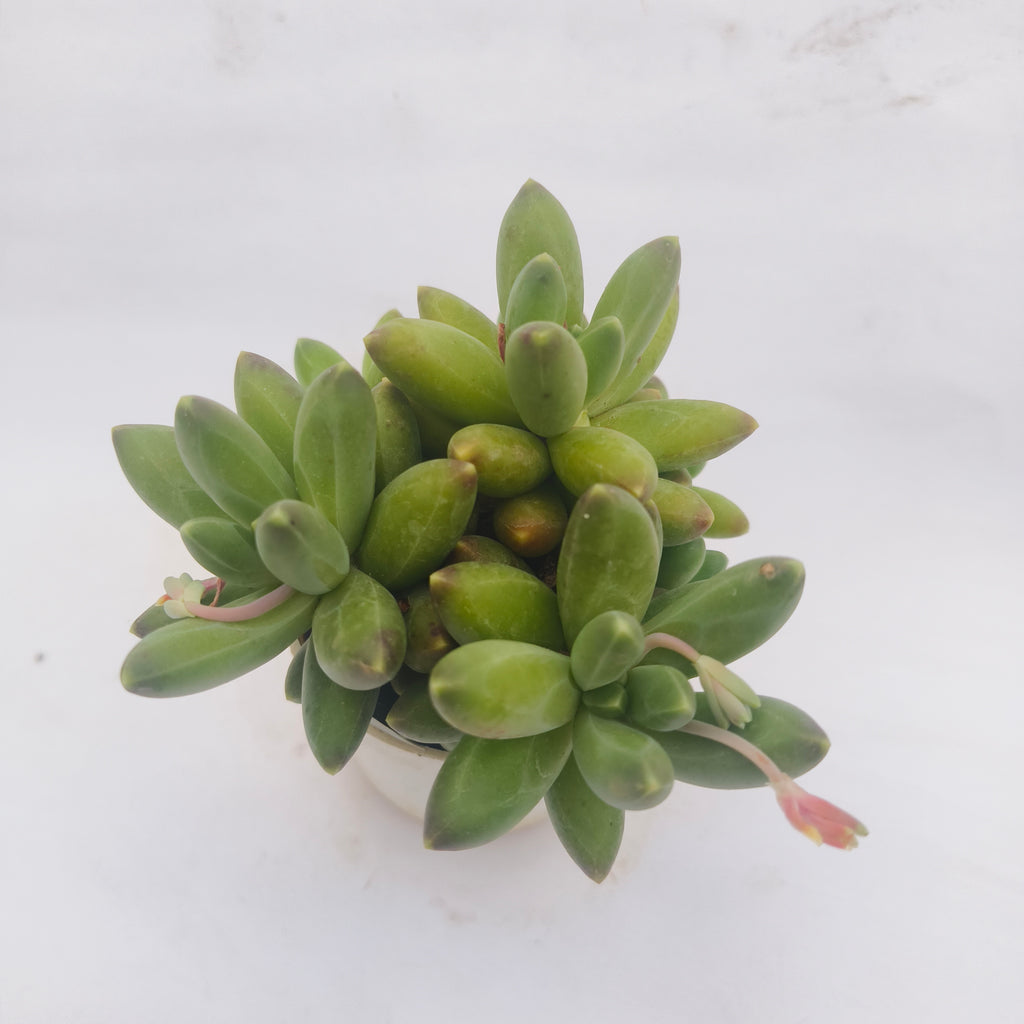 Pachyphytum Compactum