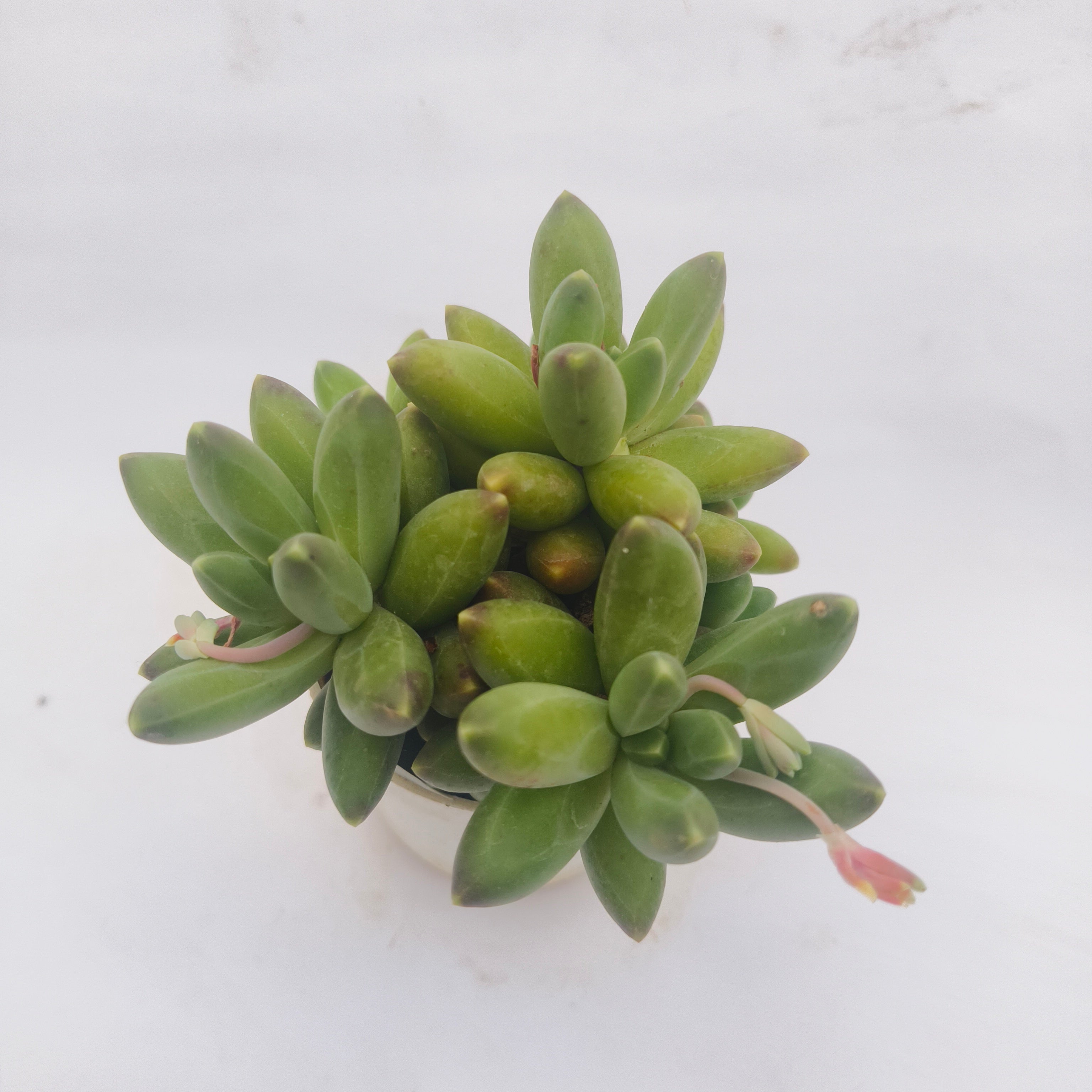 Pachyphytum Compactum
