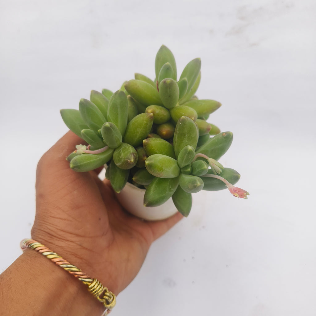 Pachyphytum Compactum