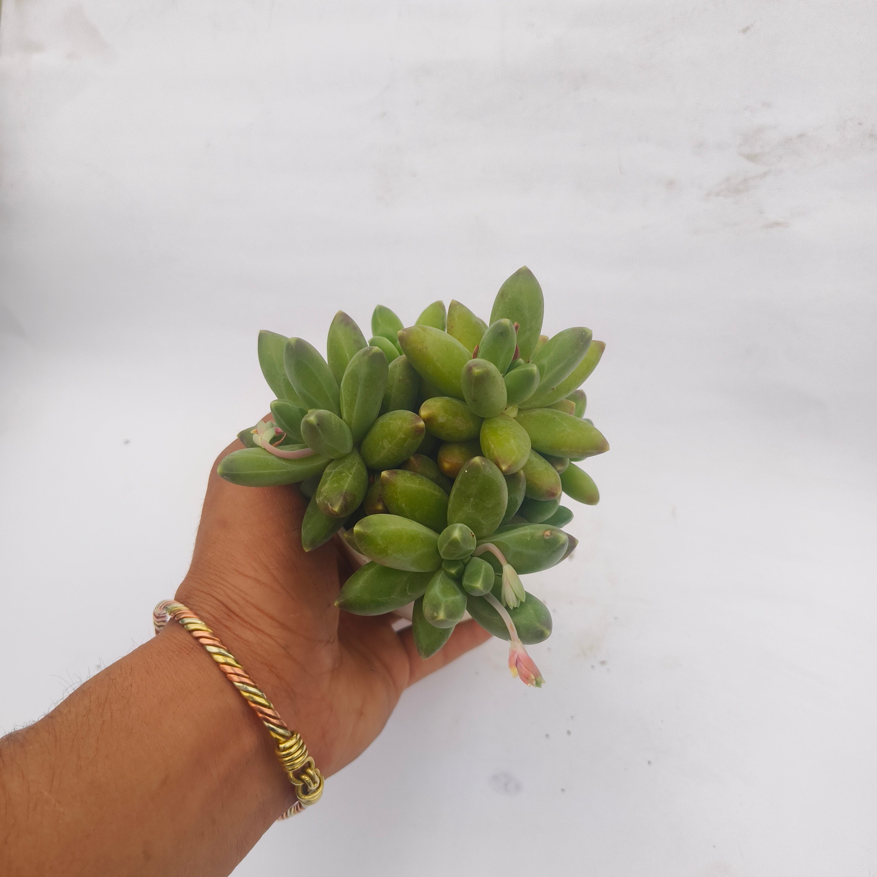 Pachyphytum Compactum