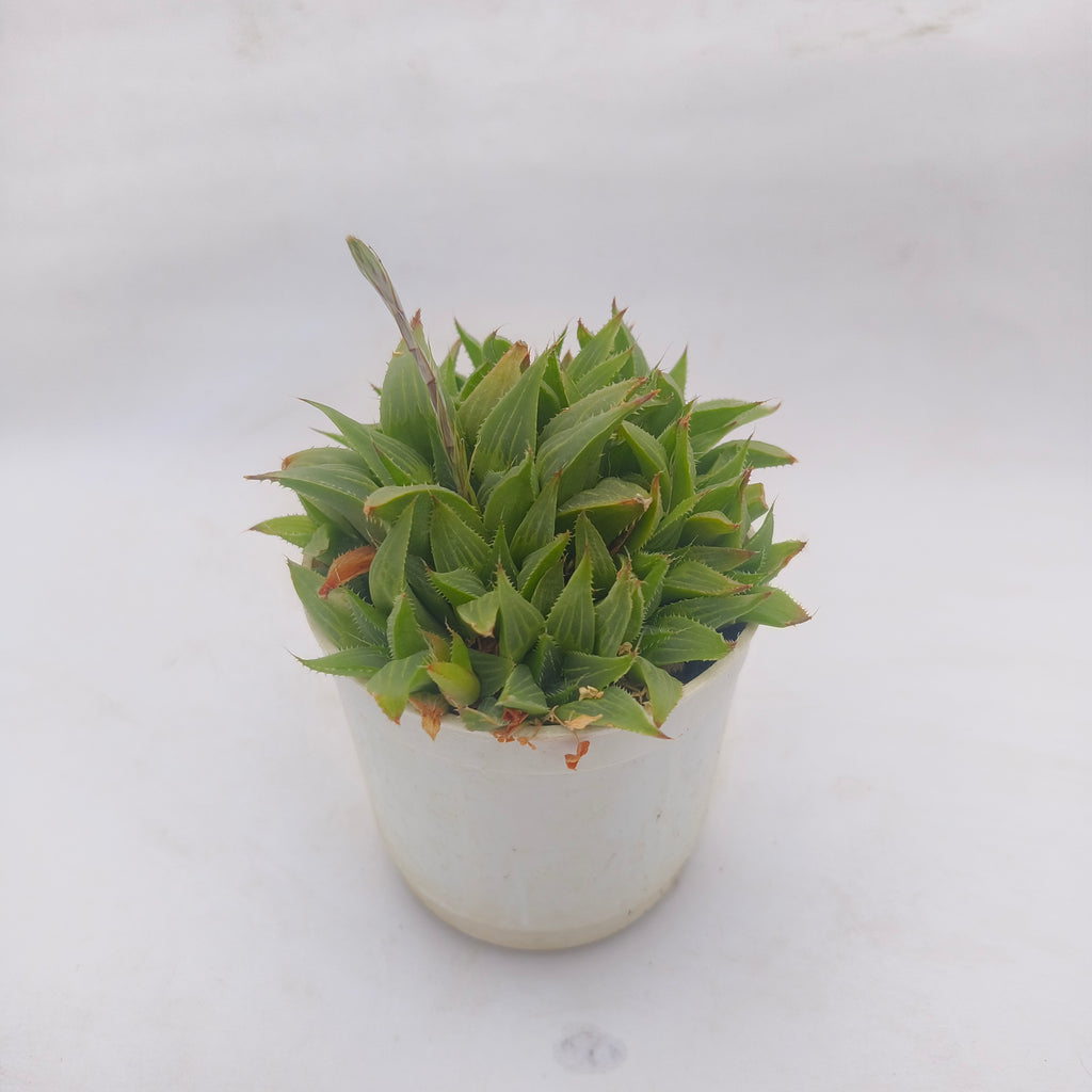 Haworthia retusa