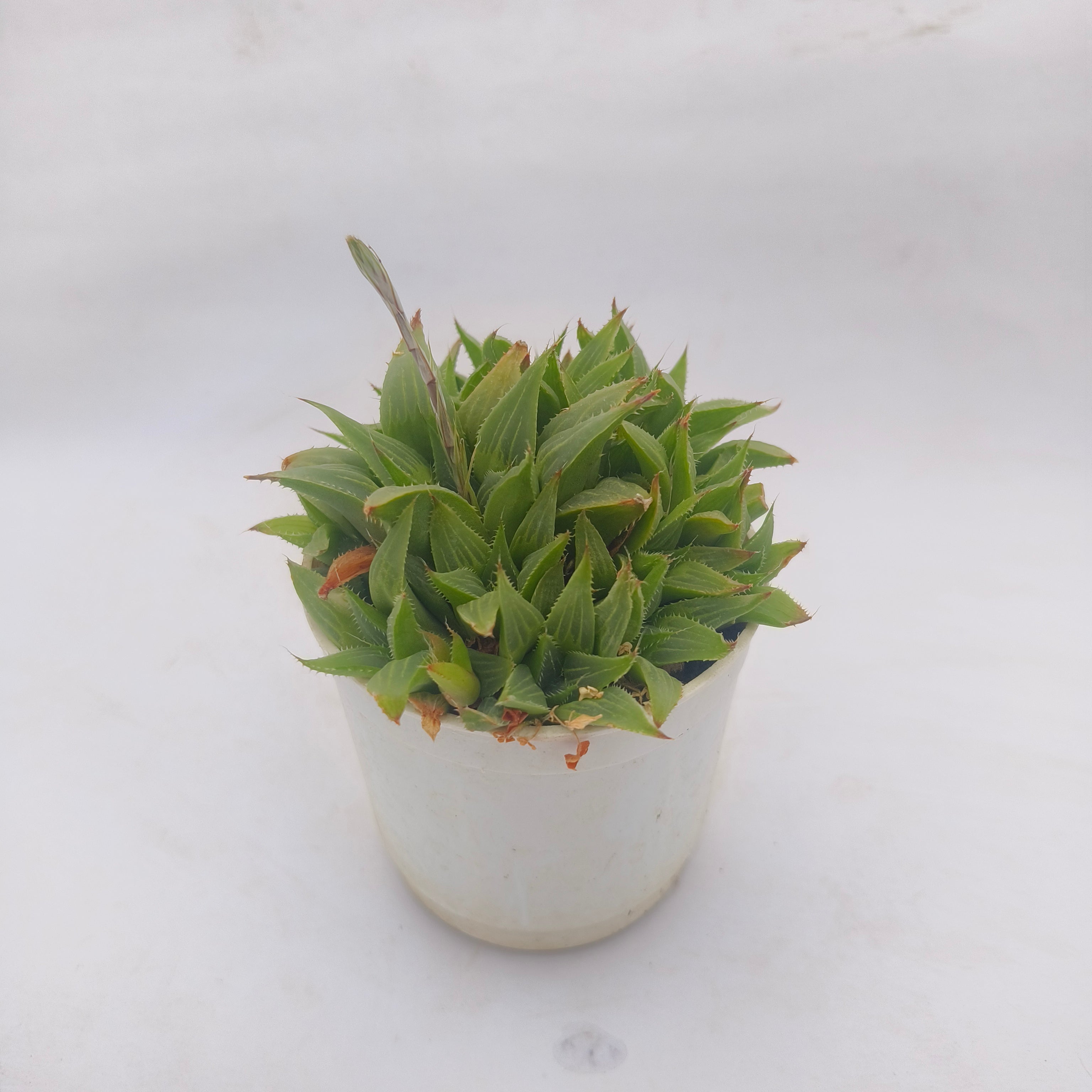 Haworthia retusa