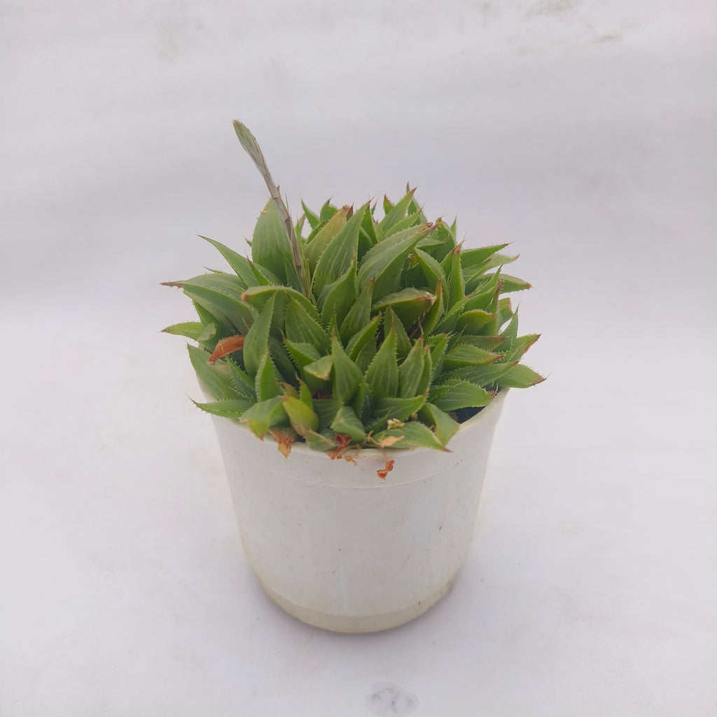 Haworthia retusa