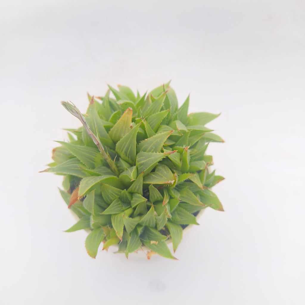 Haworthia retusa