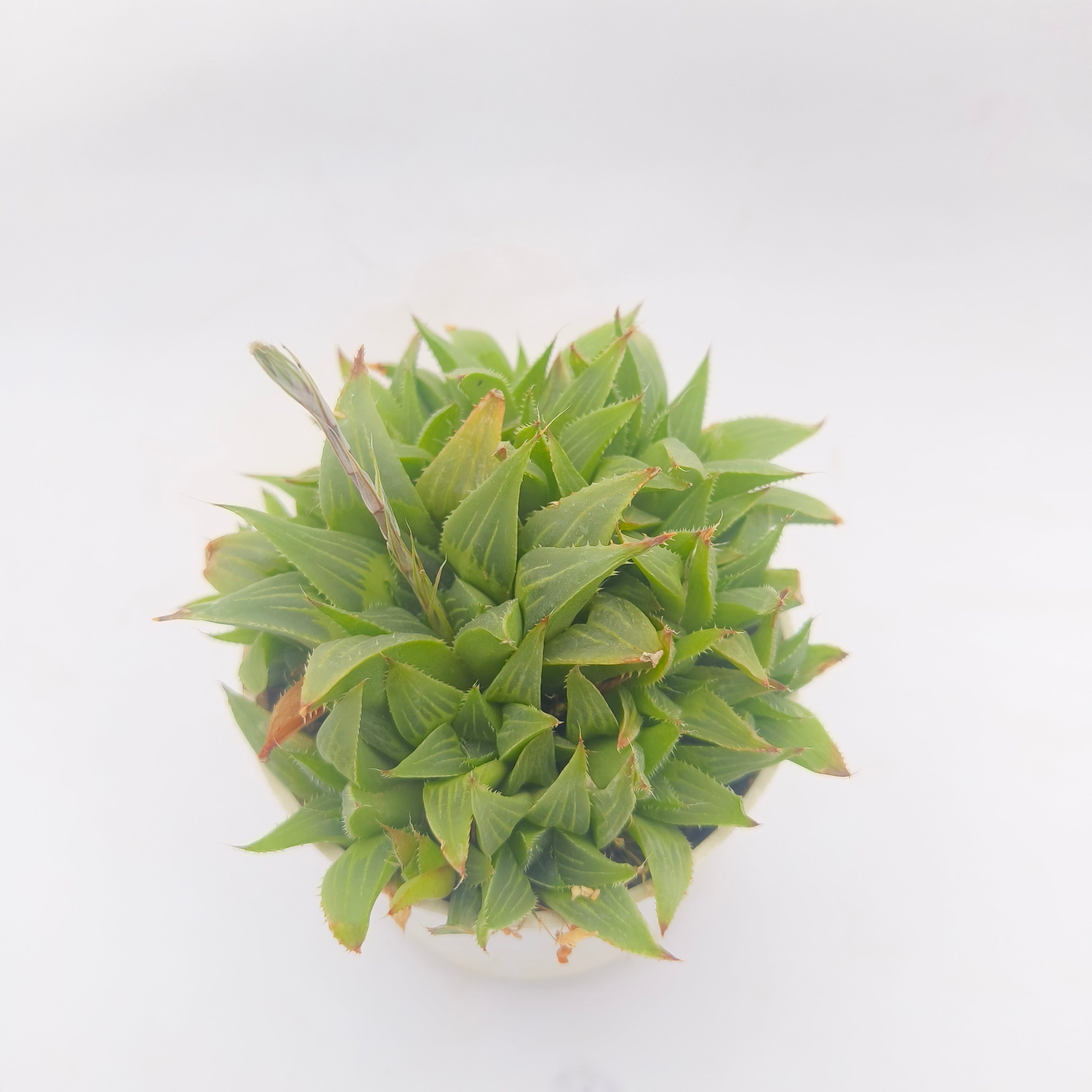 Haworthia retusa