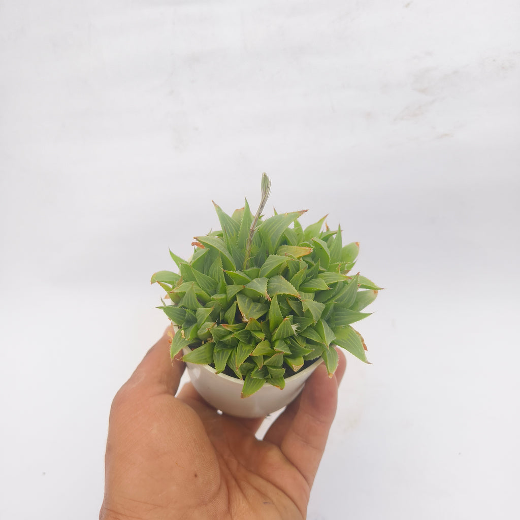 Haworthia retusa