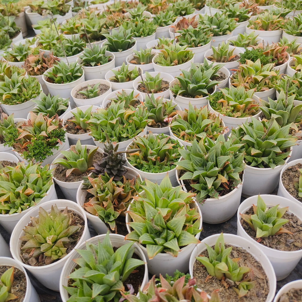 Haworthia Cymbiformis