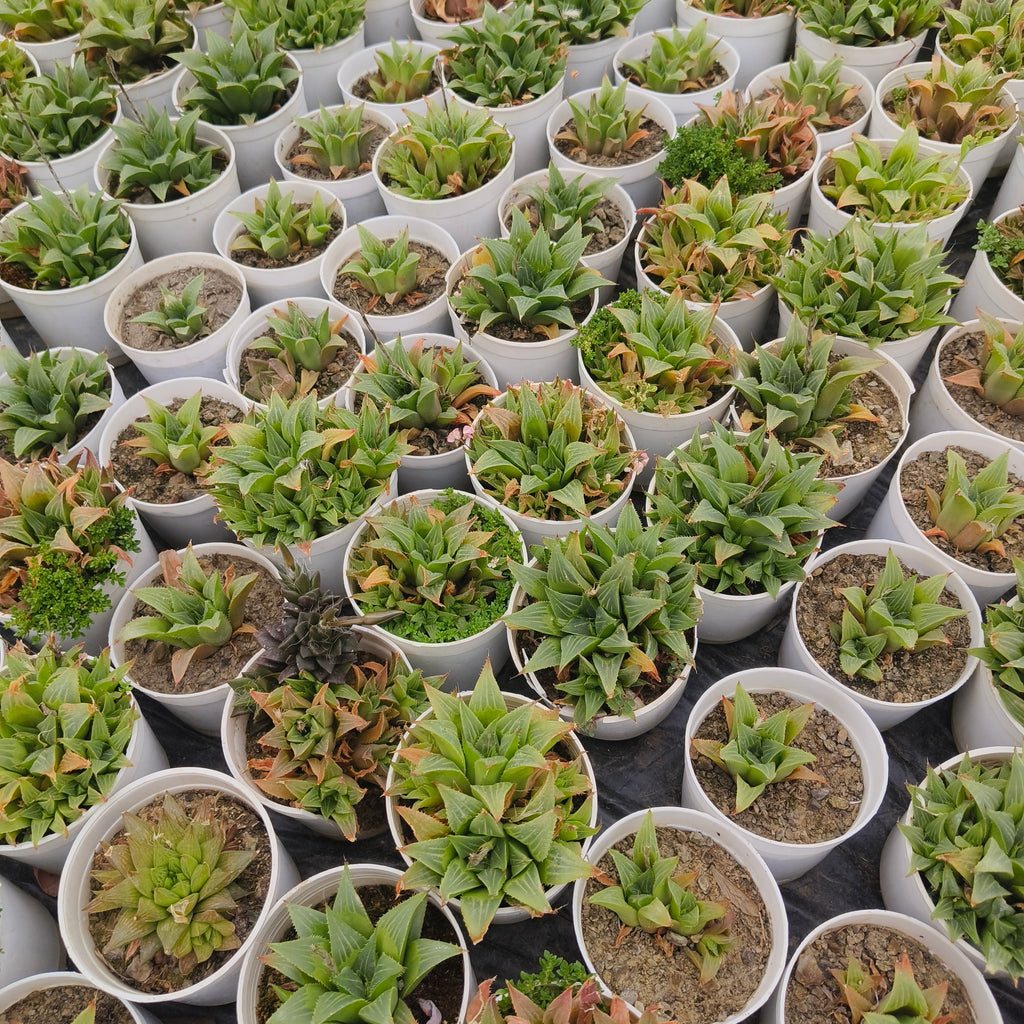 Haworthia retusa