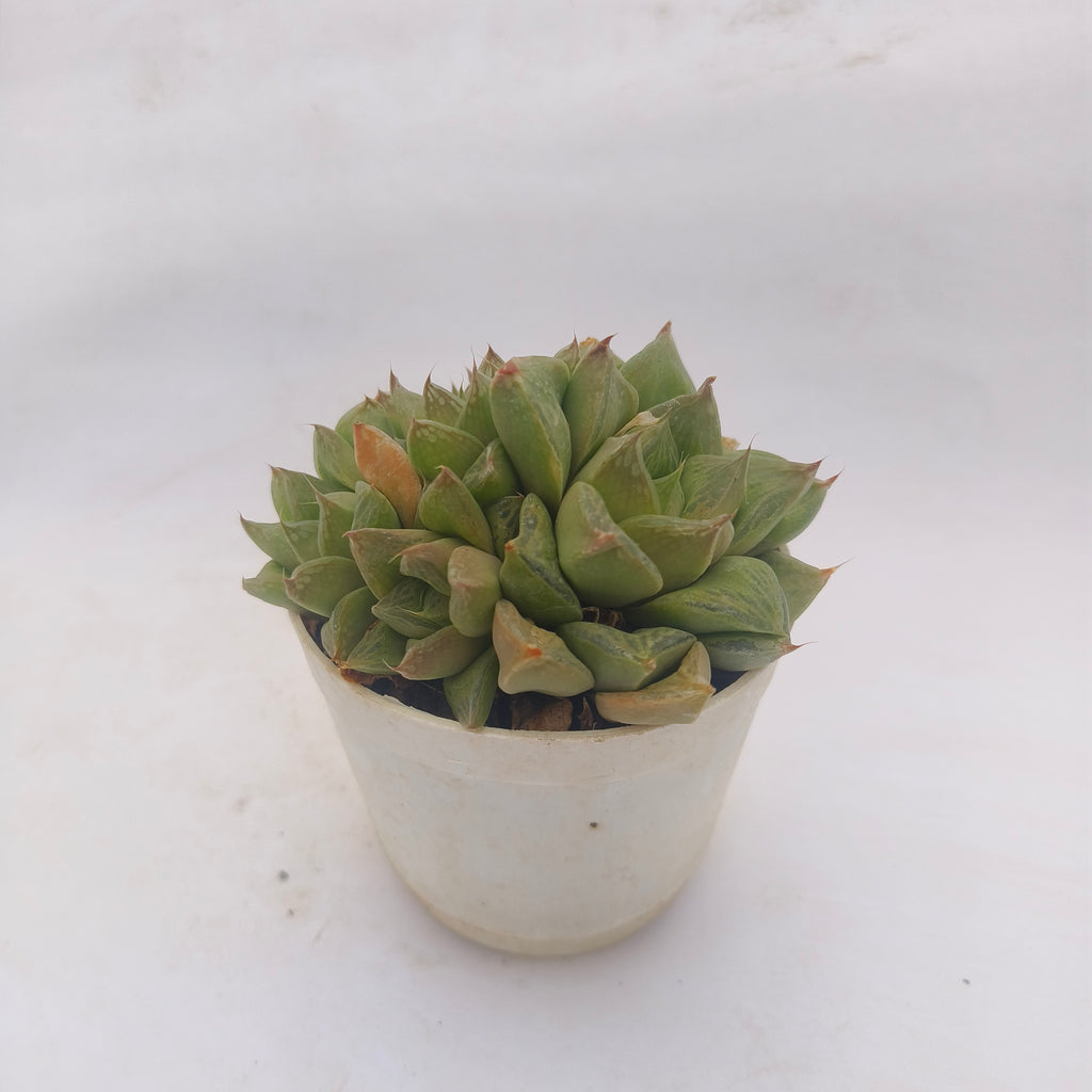 Haworthia Cymbiformis