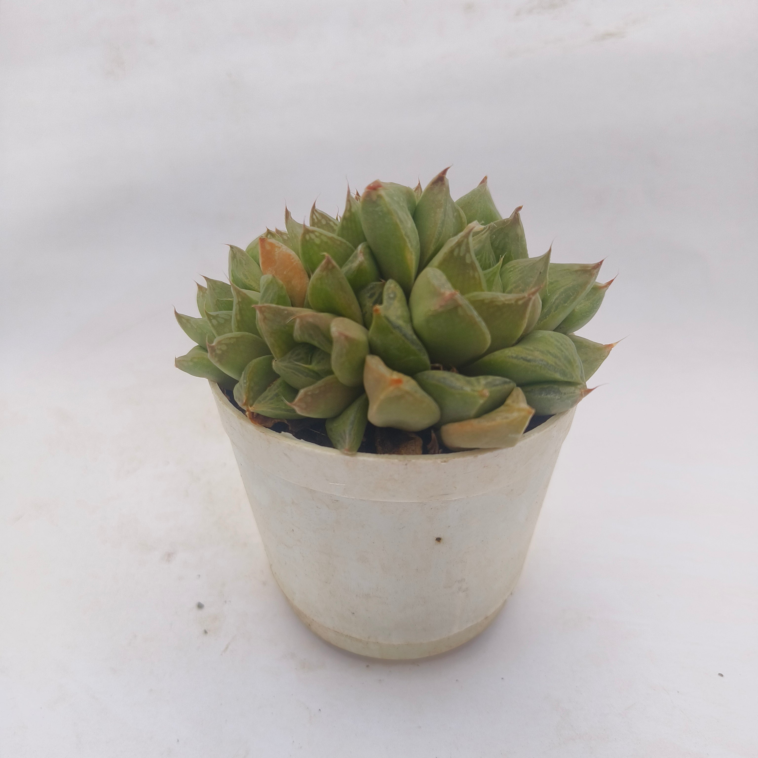 Haworthia Cymbiformis
