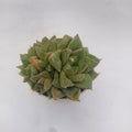 Haworthia Cymbiformis