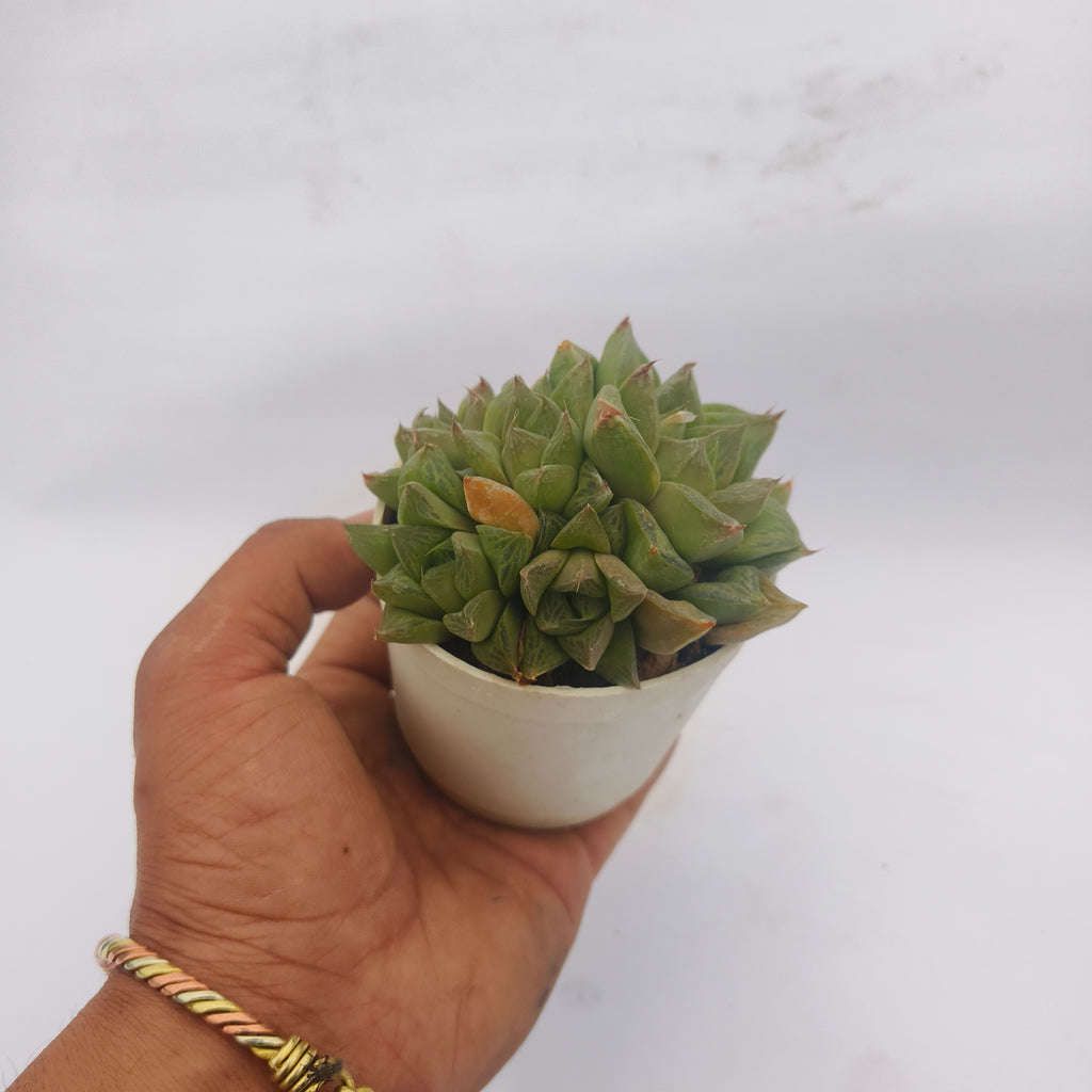 Haworthia Cymbiformis