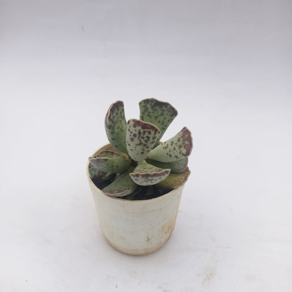 Adromischus Cooperii